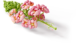 Blume